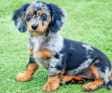 Mini Doxiedoodle Puppies For Sale Pilesgrove Pups