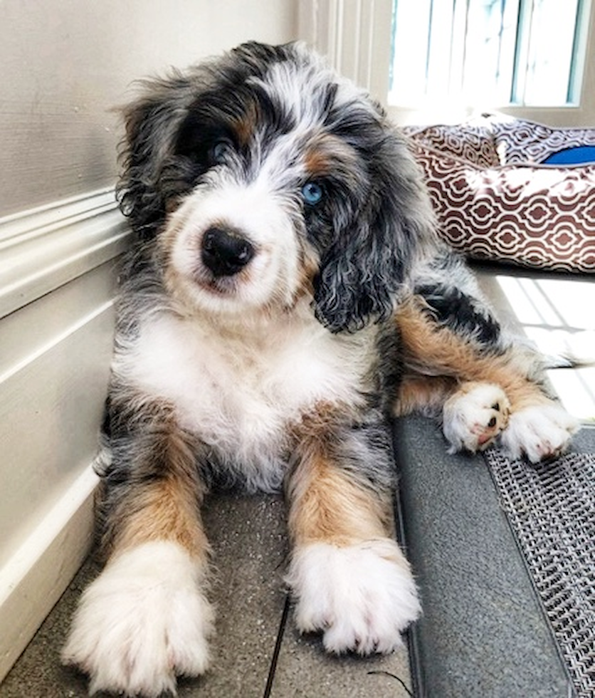 Mini Bernedoodle Being Cute