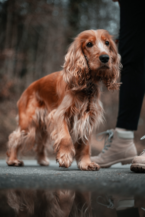 Cocker Spaniel Being Cute