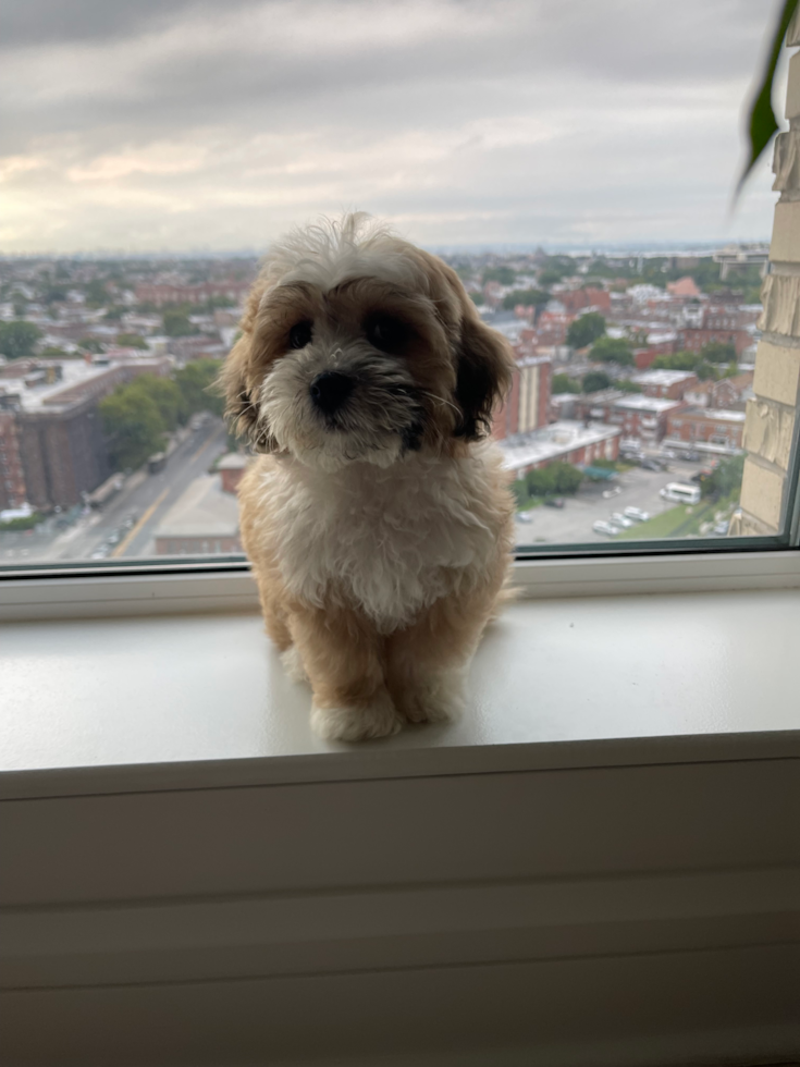 apricot and white shichon teddy bear dog sitting in front of a window 