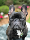 Cute French Bulldog Purebred Pup