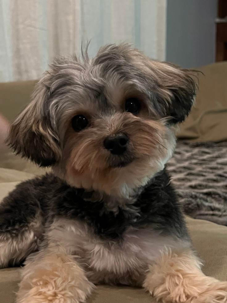 black and tan yorkie chon with teddy bear haircut looking straight into the camera