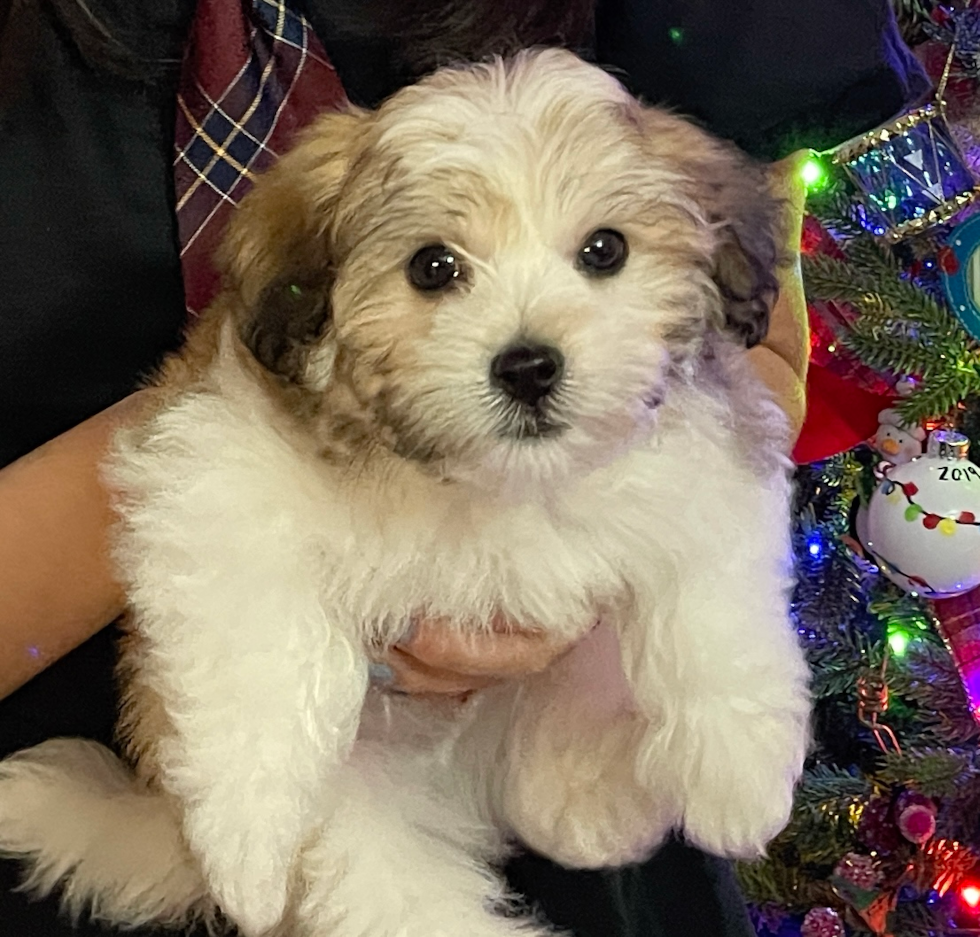 sable havachon dog being held up by a person 