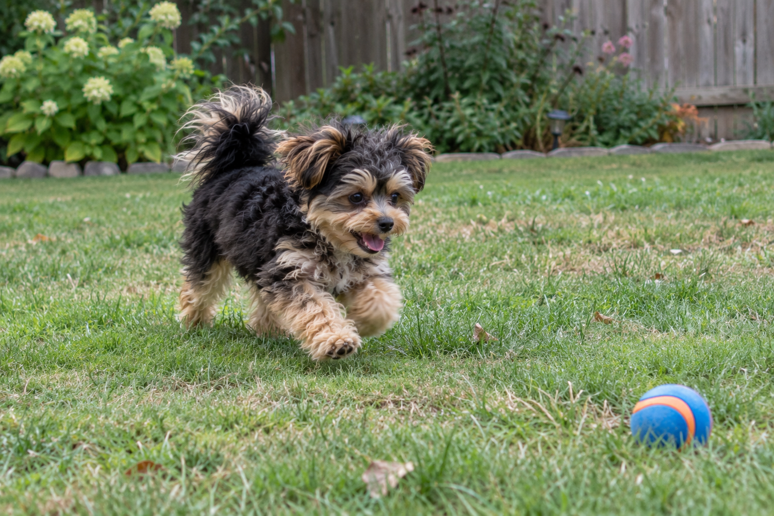 Playful Pomapoo Puppy Chasing a Blue Ball
