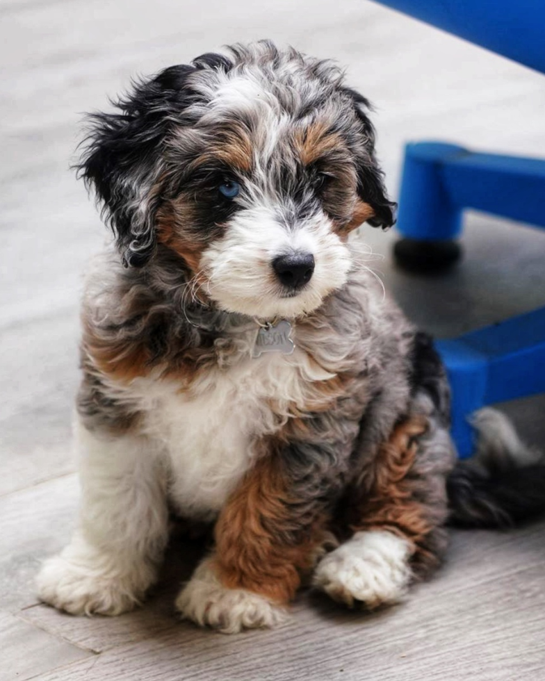 Mini Bernedoodle Being Cute