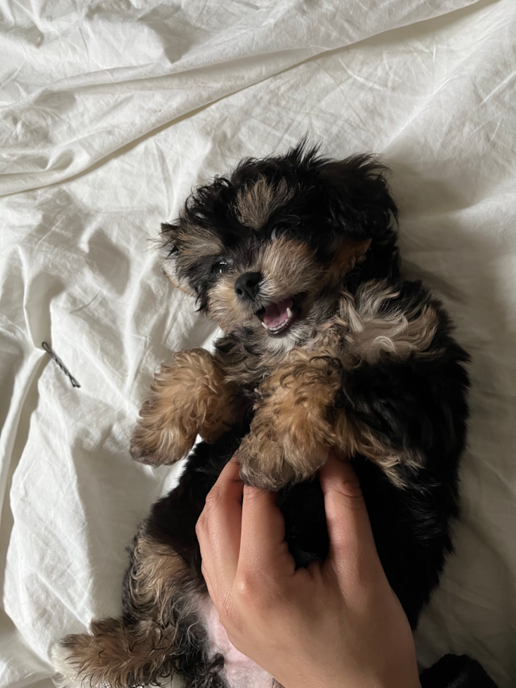 black and tan cavachon puppy sitting on a white bed sheet getting petted by a person 