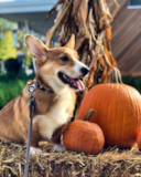 Cute Corgi Purebred Pup