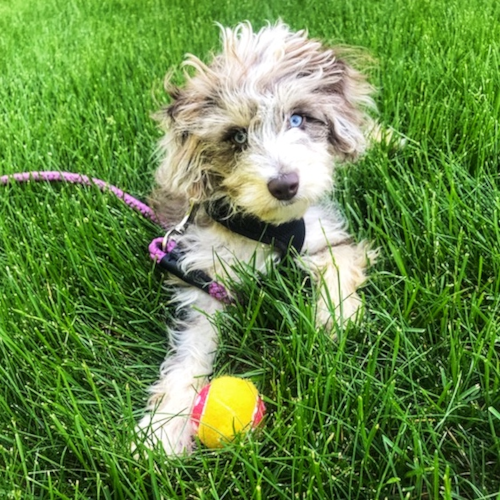 Cute Aussiepoo Poodle Mix Pup