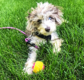 Mini Aussie Poo Puppies For Sale - Pilesgrove Pups