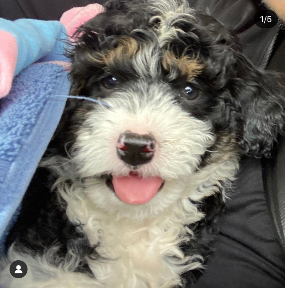 Cute Mini Bernedoodle Pup