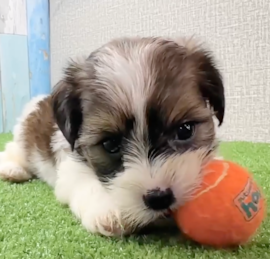 Yorkie Tzu Puppies For Sale - Pilesgrove Pups