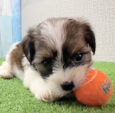 Cute Shih Tzu Yorkie Mix Designer Pup