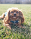 Cavalier King Charles Spaniel Being Cute