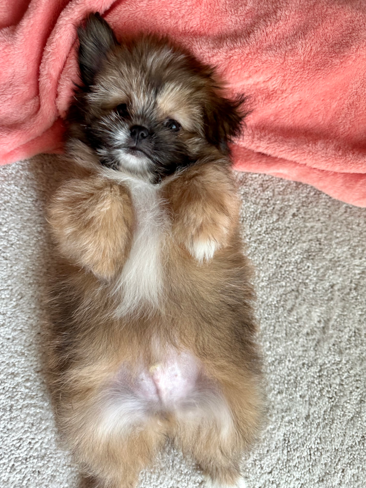sable shih pom puppy with fluffy hair sitting on its back