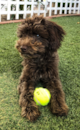 Cute Australian Poodle Mix Pup