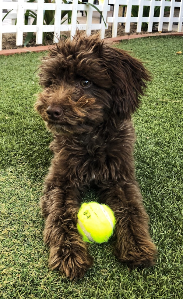 Cute Australian Poodle Mix Pup