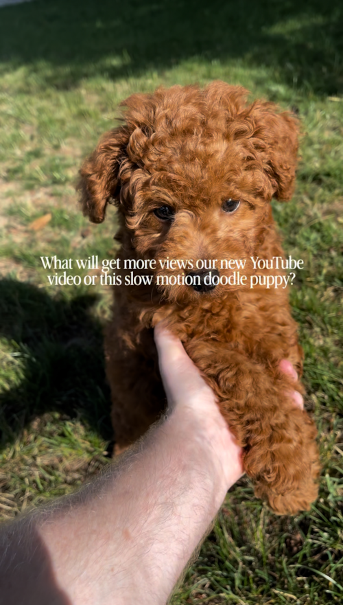 Pilesgrove Pups Do Mini Goldendoodle puppies in slow motion get more attention than our new YouTube educational video on Cavapoos? Trending Video