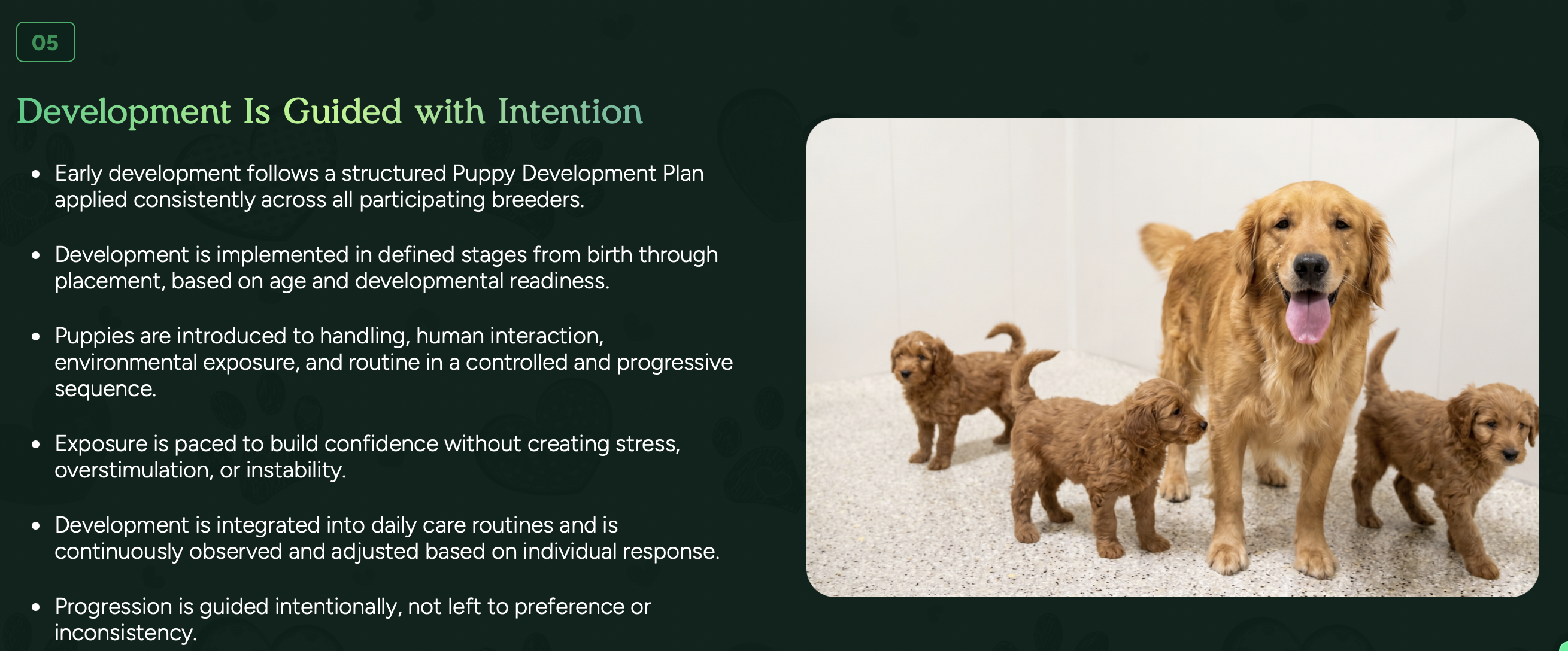 pilesgrove pups puppy development plan