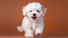 Cute Bichapoo Poodle Mix Pup