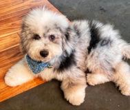 Cute English Sheep Poodle Mix Pup