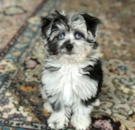 Cute Mini Aussiedoodle Poodle Mix Pup