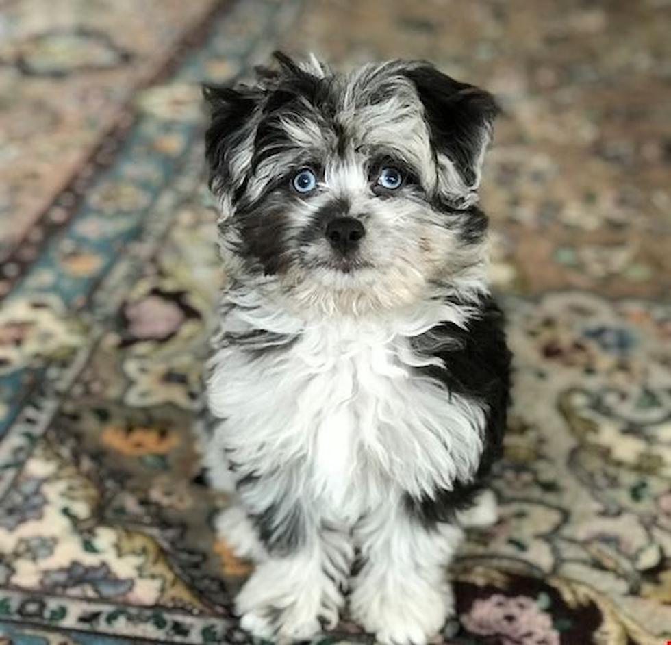 Cute Mini Aussiedoodle Poodle Mix Pup