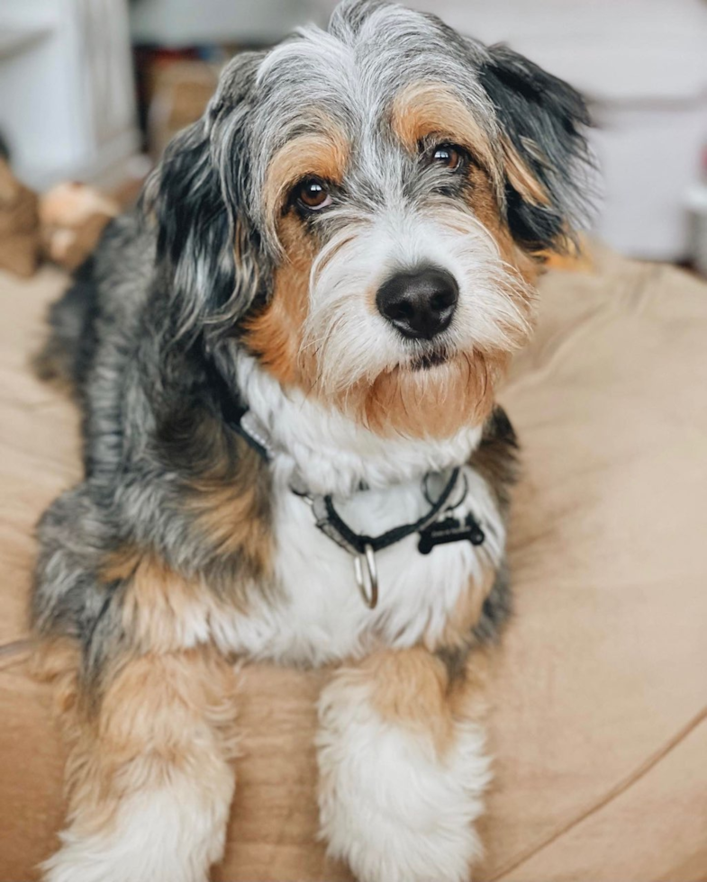 Mini Bernedoodle Being Cute