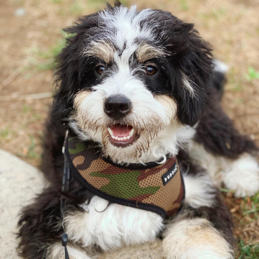 Mini Bernedoodle Being Cute