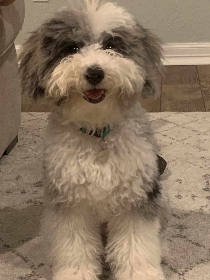 Cute Mini Sheepadoodle Poodle Mix Pup