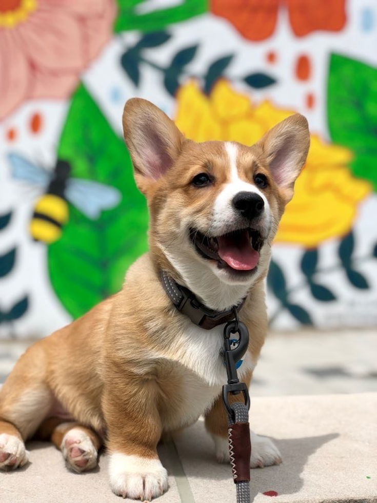 Cute Corgi Purebred Pup