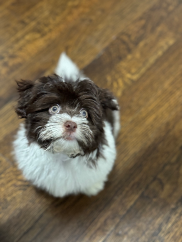 chocolate and white havanese puppy with brown nose and light colored eyes sitting on a wooden floor 