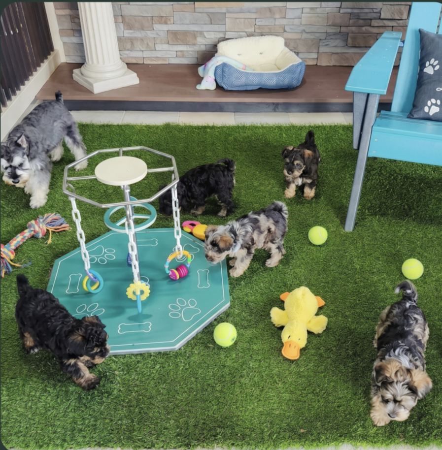6 week old puppies at pilesgrove pups