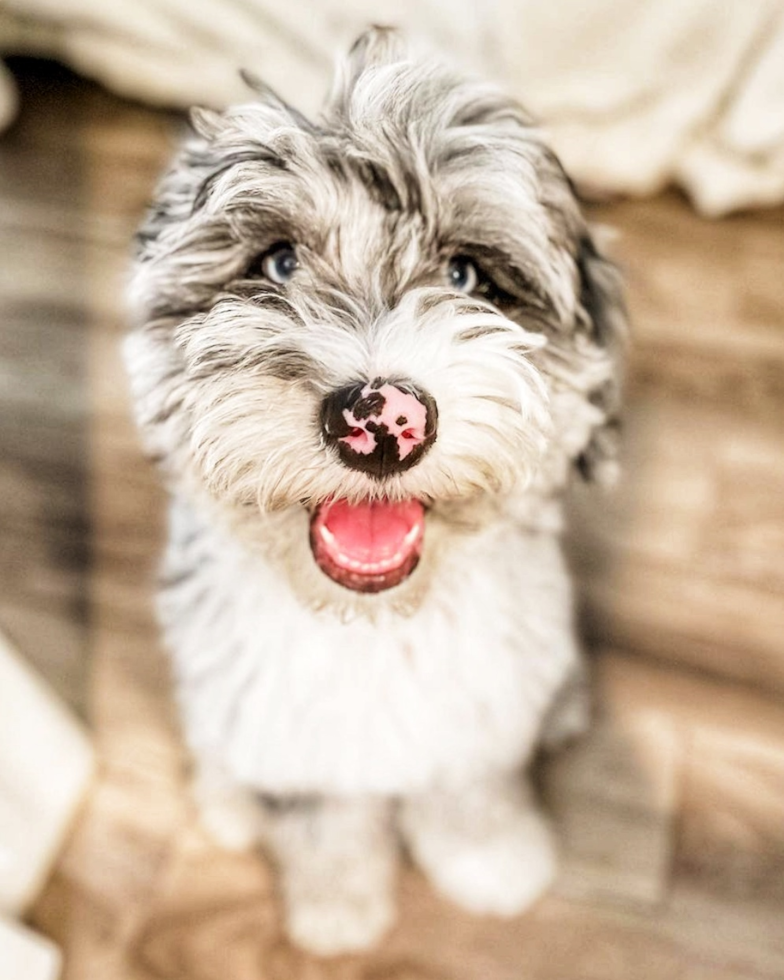 Mini Sheepadoodle Being Cute