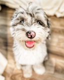 Mini Sheepadoodle Being Cute