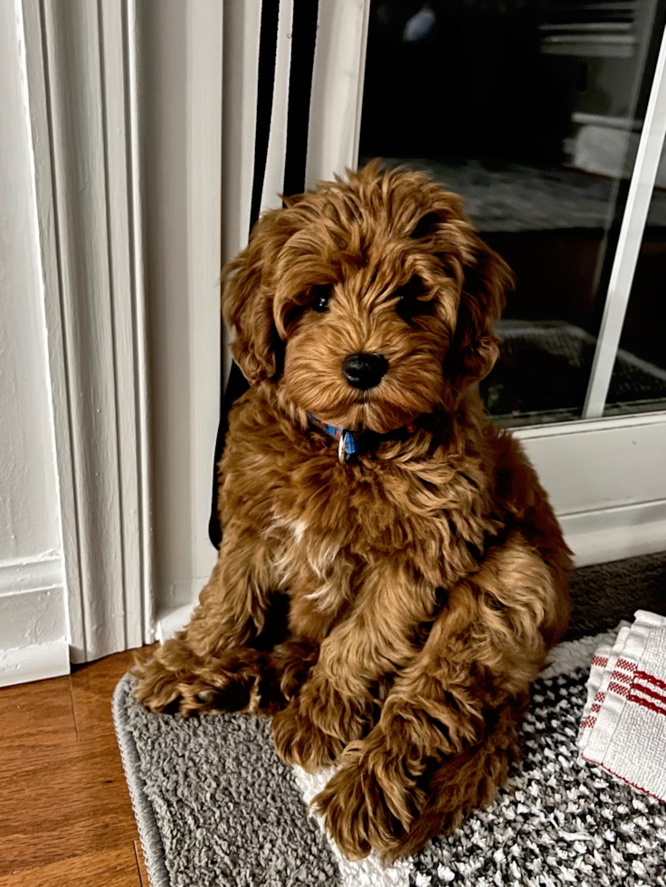 chocolate mini goldendoodle sitting on the floor by a window 