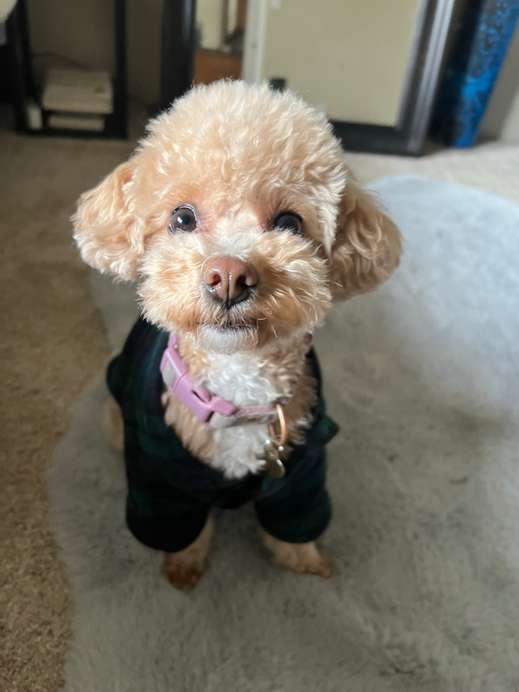 tan poochon with curly hair wearing a black outfit sitting on a floor 