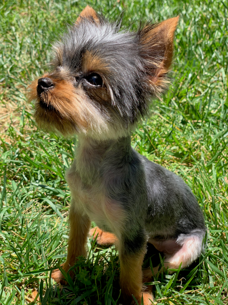 Cute Yorkie Purebred Pup