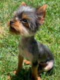 Cute Yorkie Purebred Pup