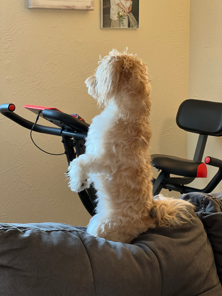 light colored morkie sitting upwards on top of a couch looking out a window
