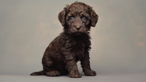 Cute Mini Labradoodle Pup