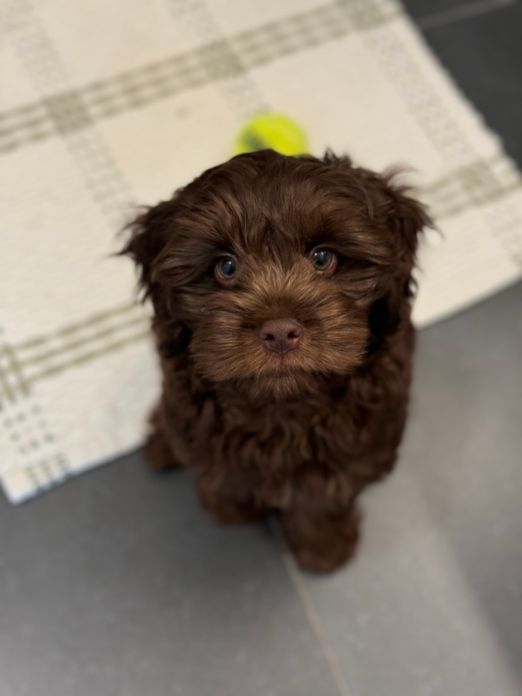 chocolate cockapoo puppy sitting on a floor looking up at the camera