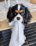 Cute Cavalier King Charles Spaniel Pup