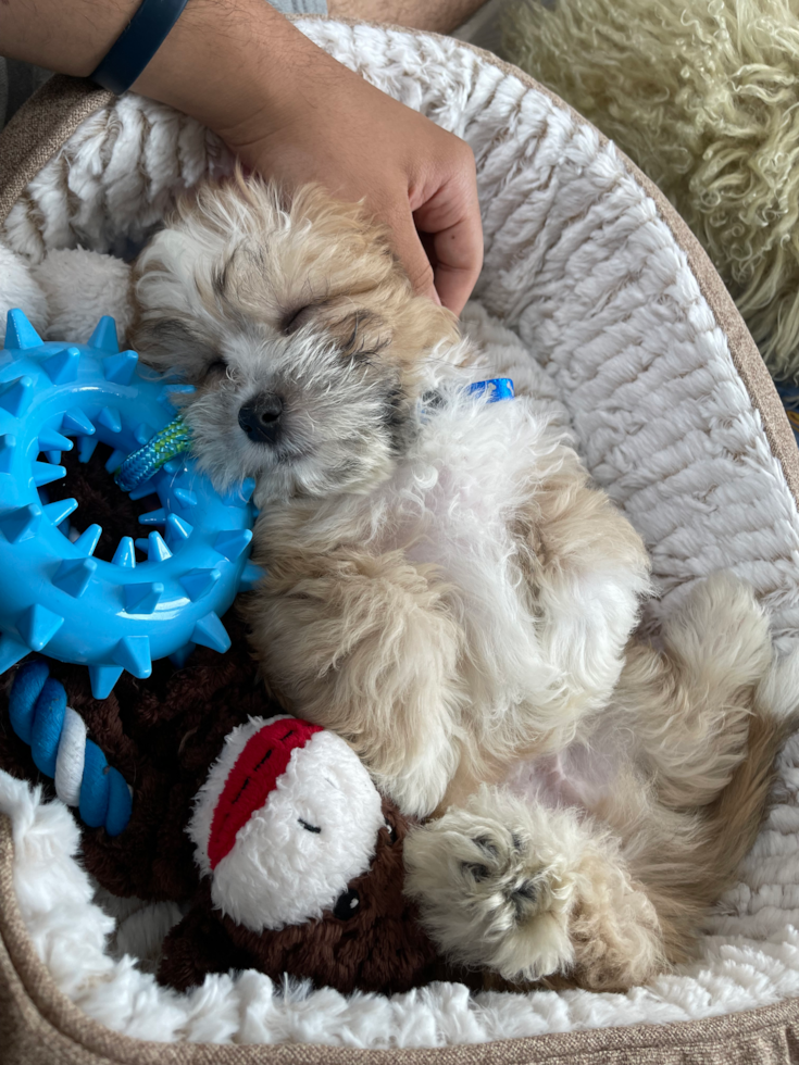 sable shichon puppy sleeping with its belly up in a dog bed 