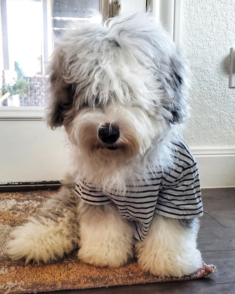 Cute English Sheep Dog Poodle Mix Pup