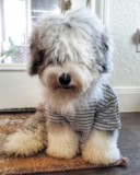 Cute English Sheep Dog Poodle Mix Pup