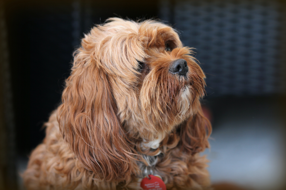 Cute Cavapoo Poodle Mix Pup