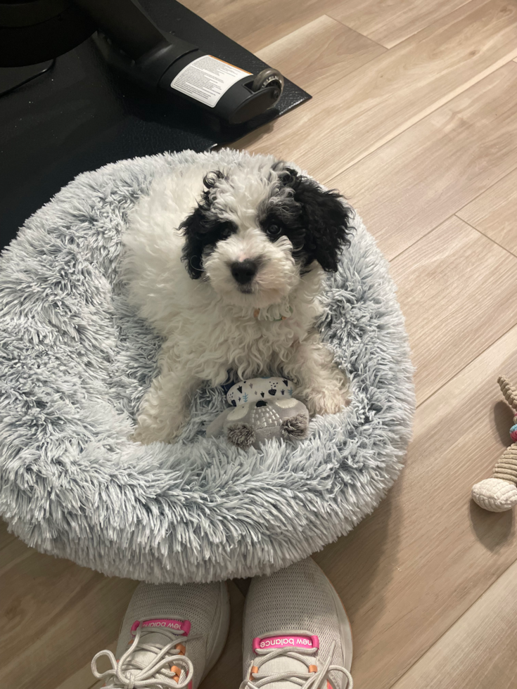 black and white mini sheepadoodle puppy sitting on a dog bed 