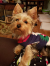 Cute Yorkshire Terrier Purebred Pup
