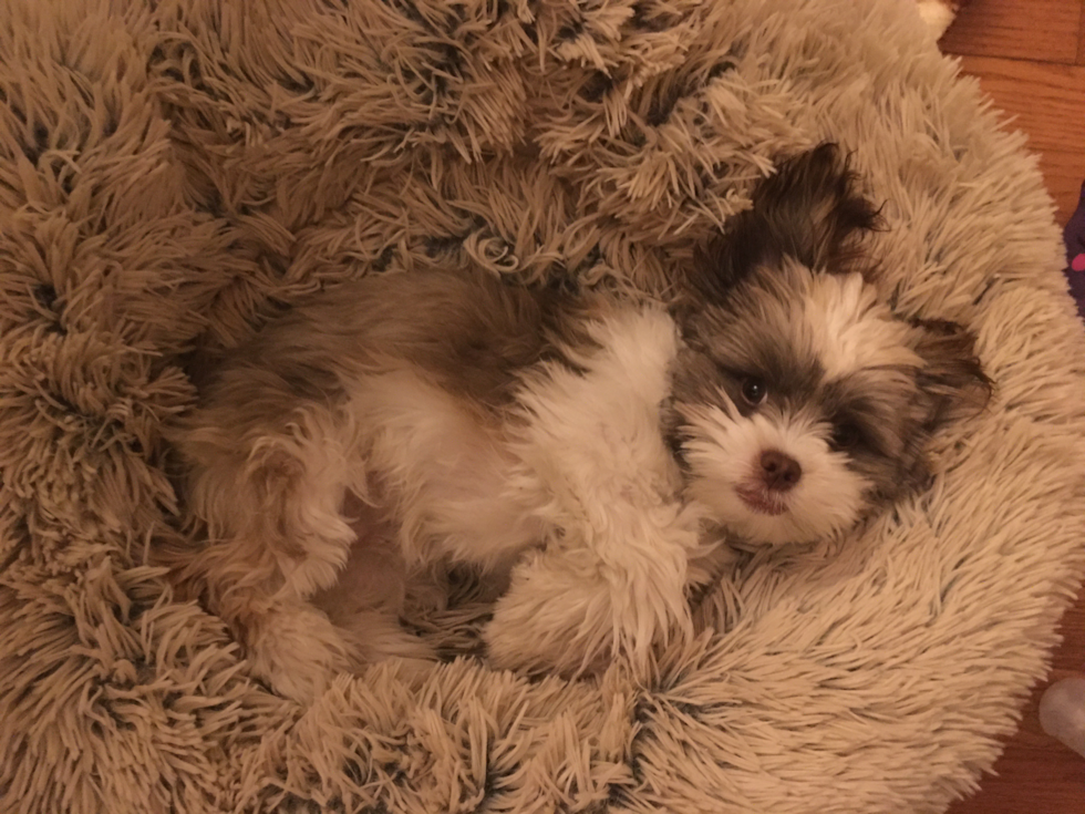 brown and white havashu puppy laying in a dog bed 