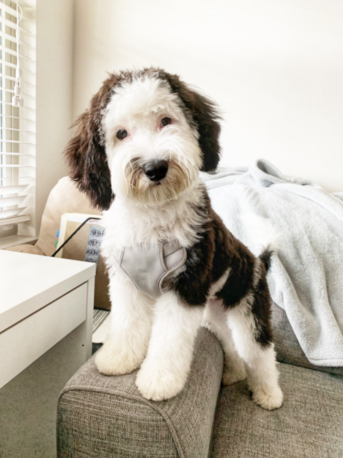 Cute Sheep Dog Poodle Mix Pup